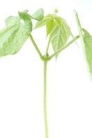 a jar with a plant inside of it photo