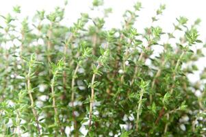 a close up of a bunch of herbs photo