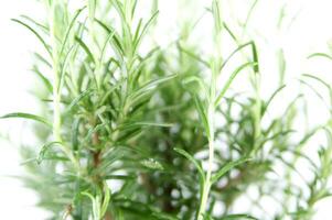 rosemary plant on white background photo