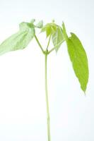a jar with a plant inside of it photo