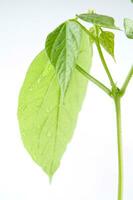 a jar with a plant inside of it photo