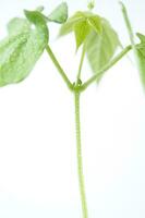 a jar with a plant inside of it photo