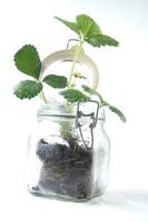 a jar with a plant inside of it photo