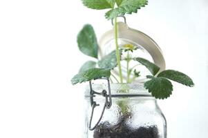 a jar with a plant inside of it photo