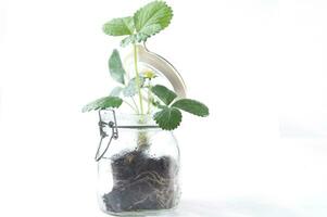 a jar with a plant inside of it photo