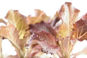 pequeño ensalada plantas foto