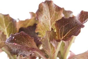 small salad plants photo