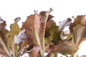 small salad plants photo