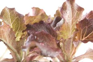 small salad plants photo