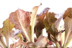 small salad plants photo