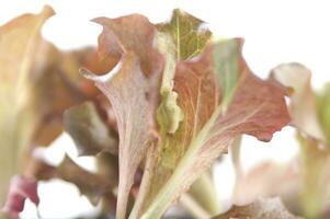 pequeño ensalada plantas foto