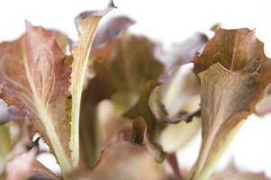 small salad plants photo