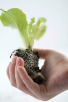 small salad plants photo