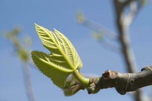 a young leaf on a tree branch photo