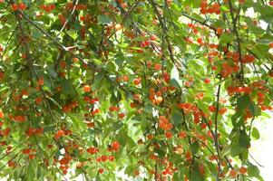 un manojo de cerezas colgando desde un árbol foto