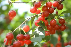 a bunch of cherries hanging from a tree photo