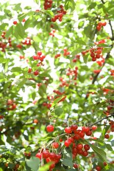 a bunch of cherries hanging from a tree photo