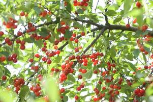 a bunch of cherries hanging from a tree photo