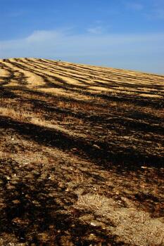 a man standing in a field with a fire hydrant photo