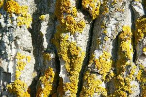 a close up of a tree with yellow and white lichen photo