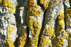 un cerca arriba de un árbol con amarillo y blanco liquen foto