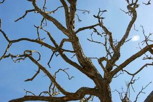 un árbol con No hojas y No ramas foto