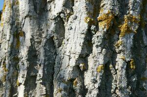 a close up of a tree with yellow and white lichen photo