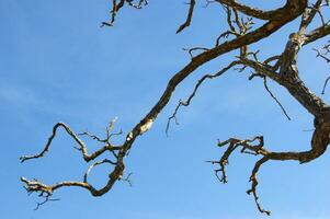 a tree with no leaves and no branches photo