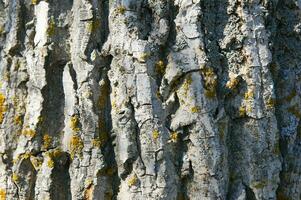 a close up of a tree with yellow and white lichen photo