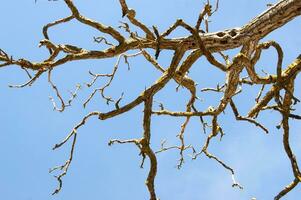 un árbol con No hojas y No ramas foto