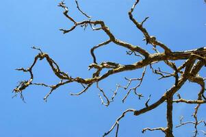 a tree with no leaves and no branches photo