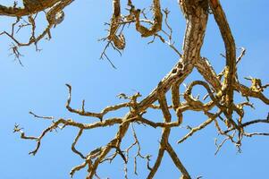 un árbol con No hojas y No ramas foto