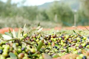 a bunch of green olives on a net photo