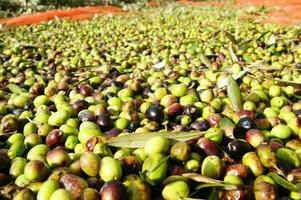 un manojo de verde aceitunas en un red foto