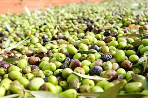 un manojo de verde aceitunas en un red foto