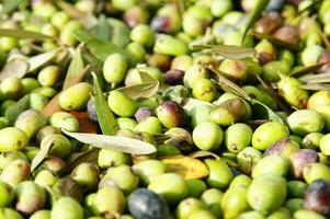 un manojo de verde aceitunas en un red foto