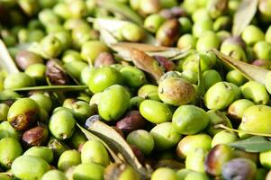 a bunch of green olives on a net photo