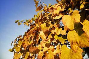 The colors of the vine leaves in autumn photo