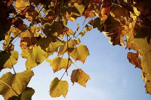 The colors of the vine leaves in autumn photo