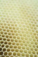 bee hives for honey production photo