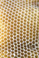 abeja urticaria para miel producción foto