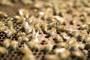 bee hives for honey production photo