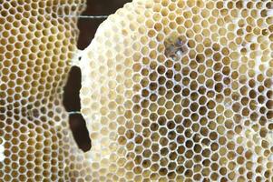 bee hives for honey production photo