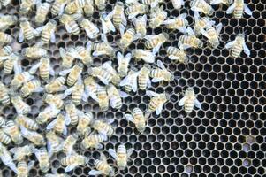 bee hives for honey production photo
