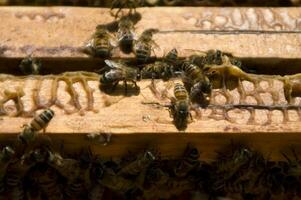 bee hives for honey production photo