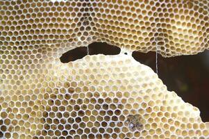 bee hives for honey production photo