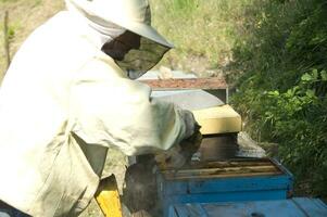 bee hives for honey production photo