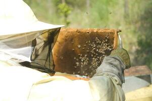 bee hives for honey production photo