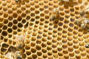 bee hives for honey production photo