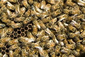 bee hives for honey production photo